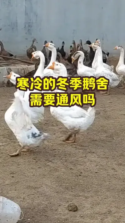 寒冷的冬季鹅舍，需要通风吗 #抖音三农#养鹅#养殖