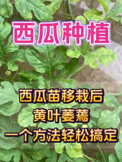 西瓜苗移栽后黄叶萎蔫一个方法轻松搞定 #西瓜种植 #西瓜种植技术 #种植小技巧 #大棚西瓜#西瓜知识