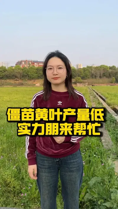 僵苗黄叶产量低 实力朋来帮忙 #种之道  #高产 #水稻种植技术 #春耕进行时 #实力朋