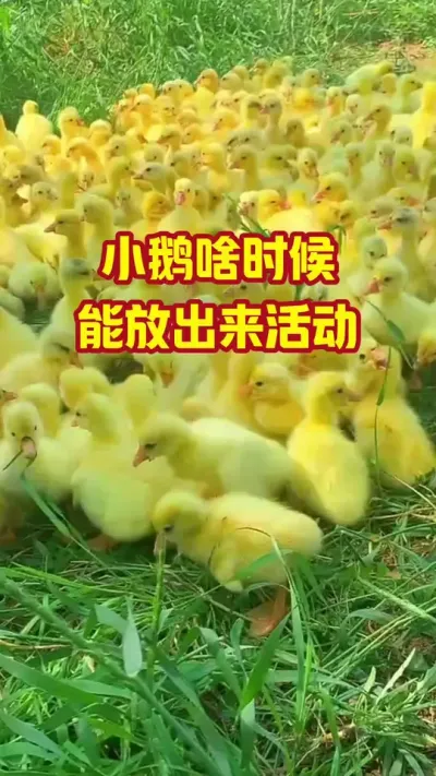 小鹅啥时候，能放出来活动#抖音三农#养鹅#养殖