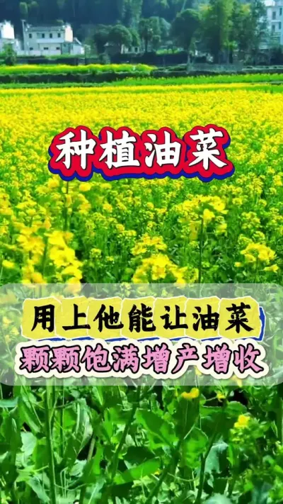 油菜种植用上它高产丰收多卖钱#油菜种植管理 #油菜种植技术 #油菜高产叶面肥 #油菜猛涨增产宝 #农业种植小技巧
