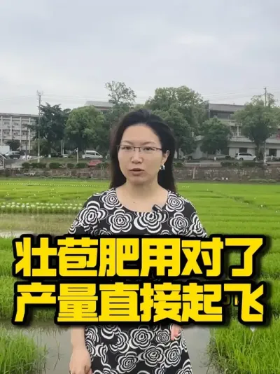 壮苞肥用对了，产量直接起飞 #种之道 #水稻种植技术 #高产 #新农人计划 #壮苞肥
