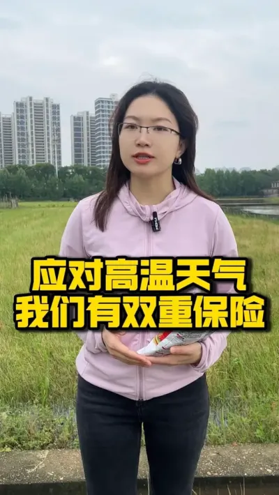 应对高温天气，我们有双重保险 #种之道 #水稻种植技术 #高产 #水稻品种 #珂两优1019