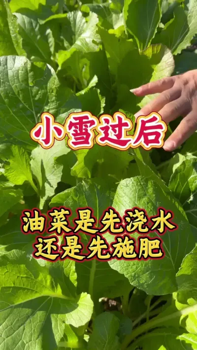 油菜是先浇水，还是先施肥#油菜高产管理 #油菜种植技术 #油菜施肥 #油菜猛涨增产宝 #油菜肥料配方