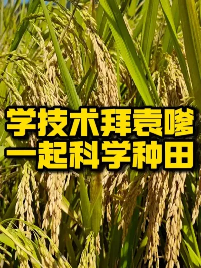 【种之道第6期培训会倒计时6天】 全国水稻种植户，齐聚隆华国际酒店，步行200就可以亲眼目睹袁老当年的风采#水稻 #袁隆平 #种植技术推广 #三农 #酒店