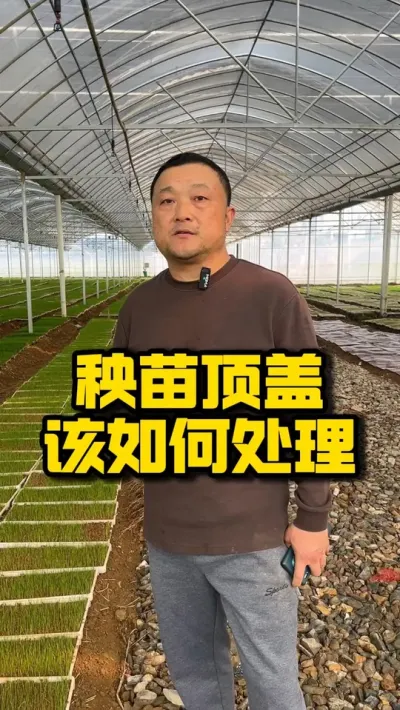秧苗顶盖，该如何处理 #种之道 #高产 #水稻种植技术 #春耕活动 #育秧
