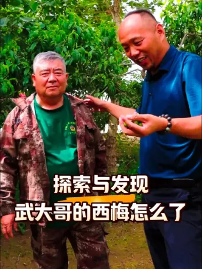 探索与发现:武大哥的西梅怎么了？#西梅种植#农田行者#农田行者技术服务联盟#5&middot;28西梅观摩会