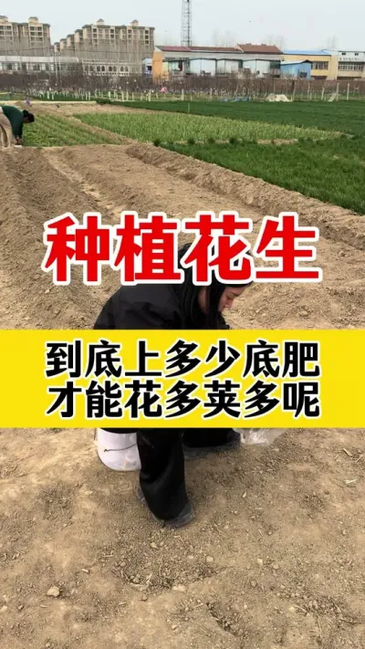 花生高产种植管理#花生种植 #花生高产种植 #花生底肥 #花生颗粒硼肥