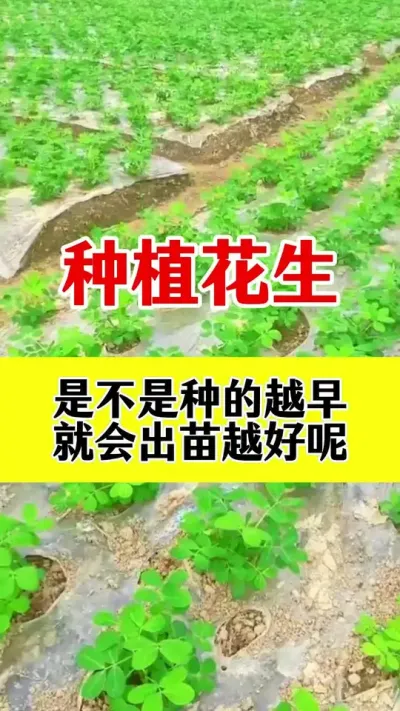 花生种植是不是播种越早出苗越好#花生高产种植 #花生播种 #花生底肥 #花生颗粒硼肥 #花生施肥