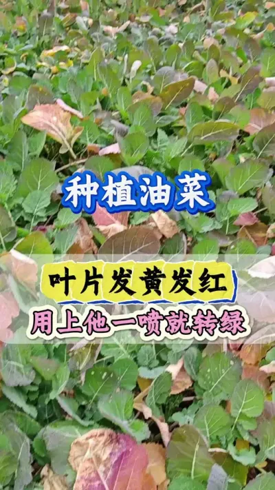 温度下降油菜叶片发黄发红喷一喷快速转绿#油菜叶片发红发紫 #油菜黄叶红叶一喷灵 #油菜高产种植 #油菜种植管理