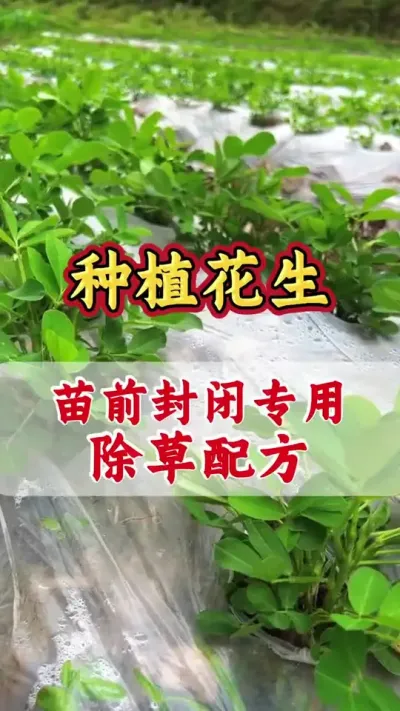花生苗前封闭除草配方#花生种植 #花生苗前封闭除草剂 #苗前封闭除草剂 #除草剂 #花生高产