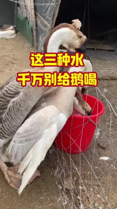 这三种水，千万别给鹅喝#抖音三农#养鹅#养殖