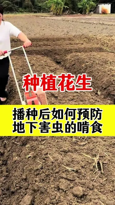 花生专用拌种剂#花生种植 #花生拌种剂 #拌种剂 #花生拌种 #种子专用拌种剂