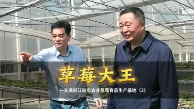 浙江睦府农业创始人汪建国被誉为&ldquo;草莓大王&rdquo;，从做农资到做草莓全产业链运营，年组培育苗40万株，打造&ldquo;睦府红颜&rdquo;&ldquo;建德白露&rdquo;等草莓种苗品牌。#睦府农业#新安植保#草莓#种植与农资#菜头农业说