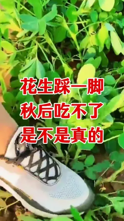 花生踩一脚秋后吃不了，到底是不是真的#花生种植 #花生施肥 #花生颗粒硼肥 #花生高产