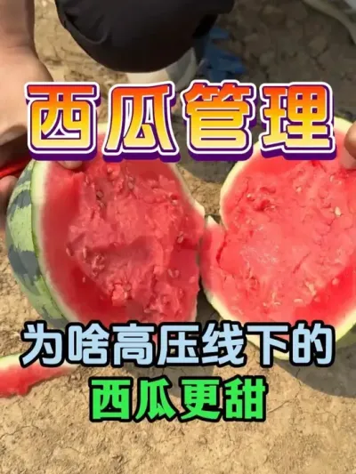 为啥高压线下的西瓜更甜 #西瓜种植 #膨大增甜 #露天西瓜 #西瓜管理 #来抖音学农技