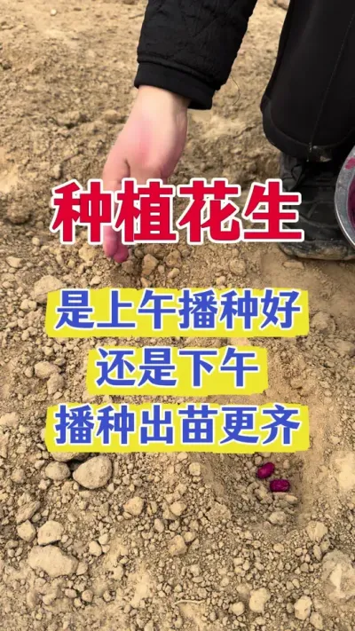 花生种植管理#花生种植 #花生拌种 #花生拌种剂 #拌种剂 #种子专用拌种剂