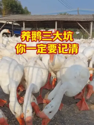 养鹅三大坑，你一定要记清#抖音三农#养鹅#养殖