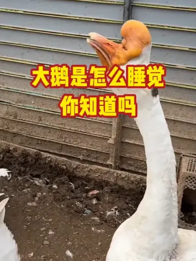 大鹅是怎么睡觉，你知道吗#抖音三农#养鹅#养殖