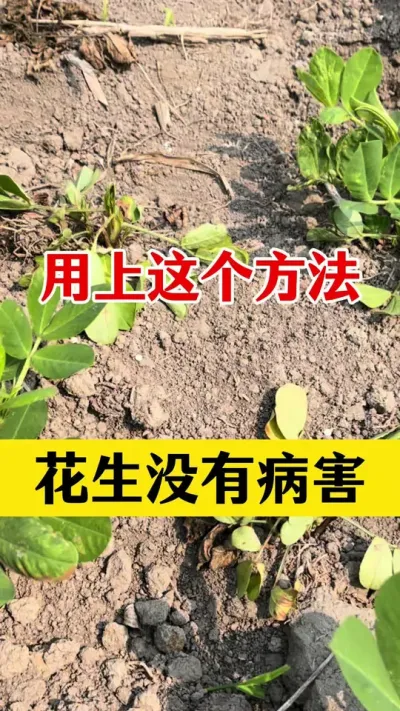 花生病害防治#病菌清#花生病害防治 #花生高产管理 #花生种植 #花生高产