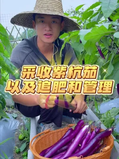 今天来采收紫色杭茄，顺便和大家聊一聊茄子盛果期如何管理？ #种植小技巧 #关注我一起学种菜 #自己种的纯天然的绿色蔬菜 #家庭种植 #我的小菜园