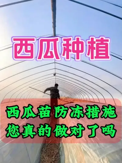西瓜苗防冻措施您都做对了吗 #西瓜种植  #农业种植  #植物抗寒防冻剂  #植物防冻液  #助力农业