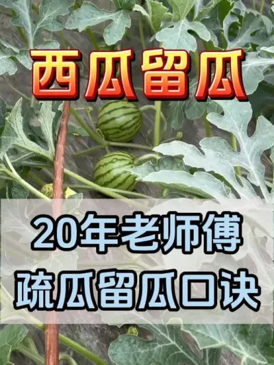 20年老师傅疏瓜留瓜口诀 #西瓜种植 #花芽分化 #西瓜坐瓜 #西瓜移栽 #西瓜管理