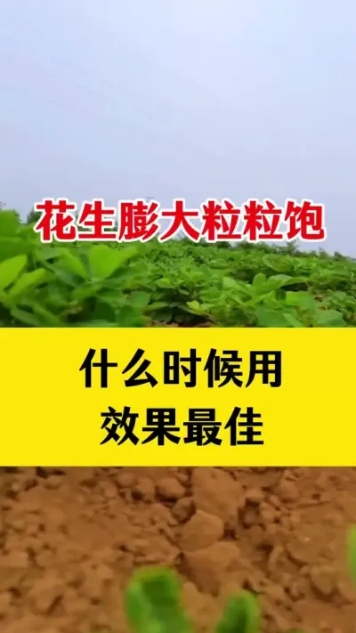 花生膨大粒粒饱什么时候用效果最佳#花生高产叶面肥 #花生高产种植 #花生种植 #花生膨大粒粒饱 #花生高产种植配方