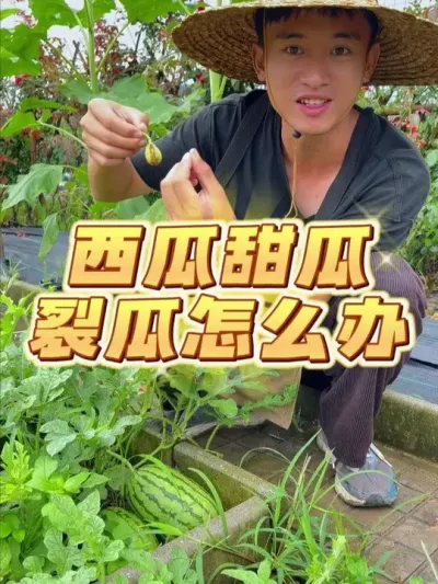 西瓜甜瓜裂瓜怎么预防？ #种植小技巧 #西瓜种植 #关注我一起学种菜 #家庭种植 #自己种的纯天然的绿色蔬菜