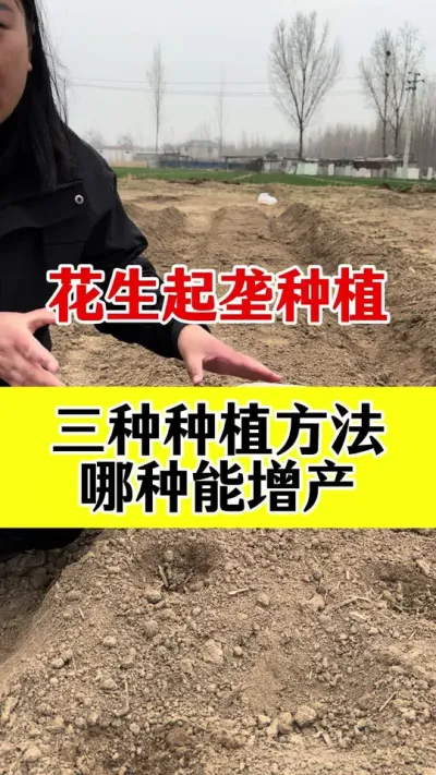 花生起垄种植哪个更高产#花生种植 #花生起垄种植 #花生高产种植 #花生施肥 #花生颗粒硼肥