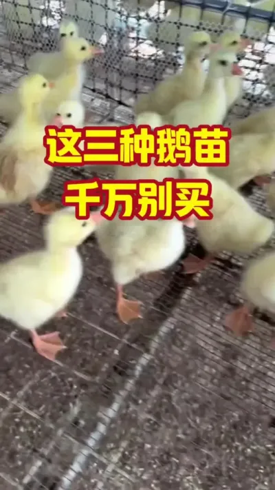 这三种鹅苗，你千万别买#抖音三农#养鹅#养殖