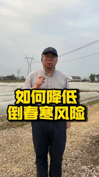 如何降低倒春寒风险 #种之道  #水稻种植技术 #春耕进行时 #高产   #倒春寒
