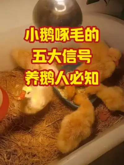 小鹅啄毛的，五大原因，养鹅人必知#抖音三农 #养鹅#养殖