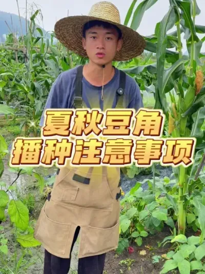 播种夏秋豆角需要注意什么？ #种植小技巧 #关注我一起学种菜 #自己种的纯天然的绿色蔬菜 #家庭种植 #种菜