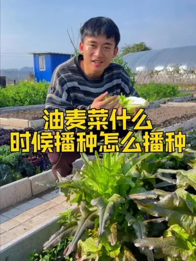 油麦菜春季什么时候播种？怎么播种？ #种植小技巧 #我的小菜园 #记录我的种植生活 #关注我一起学种菜 #家庭种植