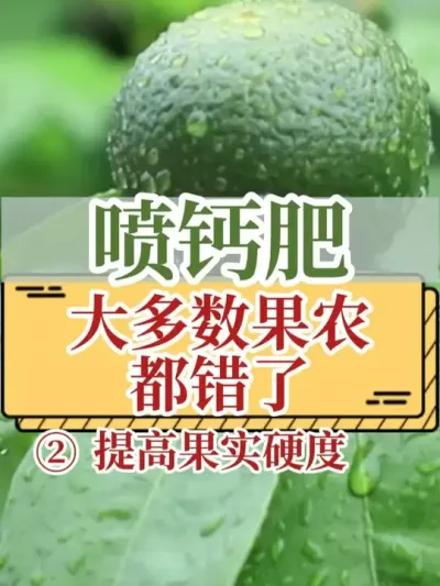 喷钙肥，大多数果农都错了 2.提高果实硬度#钙肥 #叶面肥 #增重 #新农人计划2025 #农业种植