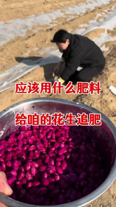 花生用什么追肥比较好#花生种植 #花生高产叶面肥 #施肥 #花生膨大粒粒饱 #花生种植管理技术