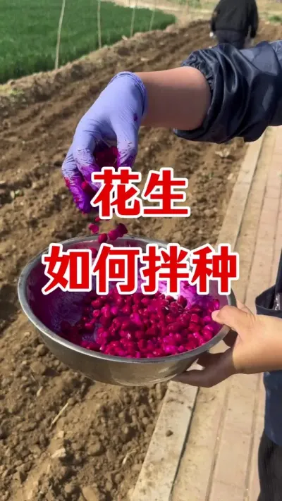 花生如何拌种#花生种植 #花生拌种剂 #花生拌种 #拌种剂 #花生种植管理技术