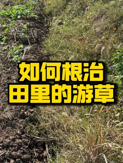 游草对水稻的生长有很大影响，如何彻底根治田里的游草#水稻种植 #三农 #种植技术推广 #病虫草害防治 #种田大户