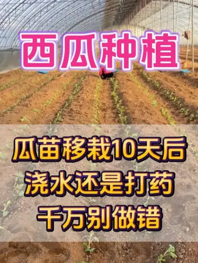 西瓜移栽10天后浇水和打药别搞错 #西瓜种植 #西瓜病害防治 #西瓜浇水 #西瓜移栽 #西瓜管理