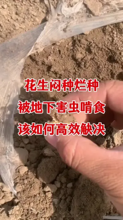 花生出现闷种烂种怎样有效防治#花生种植 #花生拌种剂 #花生拌种 #拌种剂 #花生高产种植