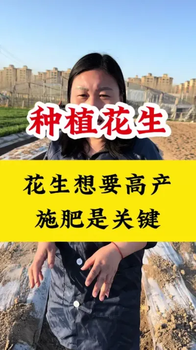花生想要高产，底肥选择很关键#花生底肥 #花生高产 #花生高产种植 #花生施肥 #花生施肥技术