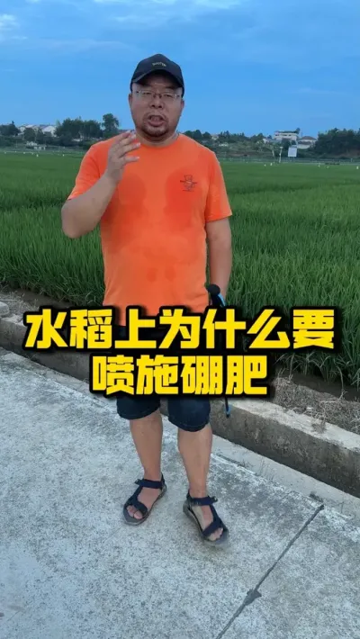 水稻为什么要喷施硼肥 #种之道#水稻种植技术#高产#春耕进行时#悬浮硼