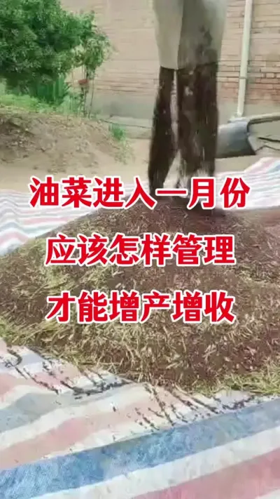 油菜进入一月份怎样管理没有病虫害#油菜病虫害防治 #油菜种植 #油菜一喷三防 #油菜种植管理 #三农种植