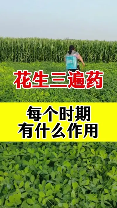花生三遍套餐什么时候打#花生种植 #花生三遍药 #花生病害防治 #花生高产种植 #花生高产