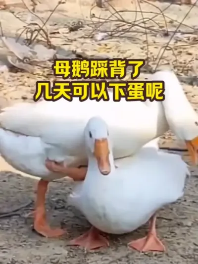 母鹅踩背了，几天可以下蛋呢#三农#养殖#养鹅