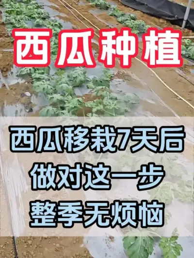 西瓜移栽后做对这一步整季无烦恼 #西瓜种植 #花芽分化 #西瓜坐瓜 #西瓜移栽 #西瓜管理