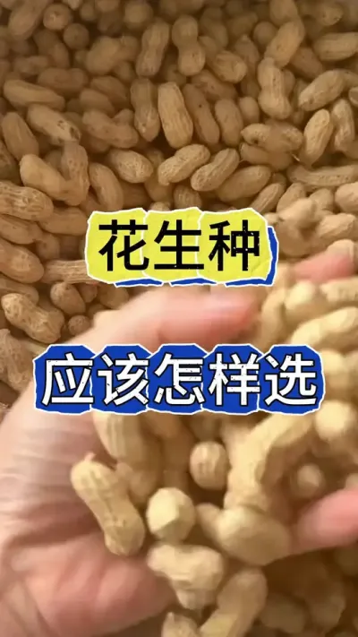 花生种子应该怎样选#花生高产种子 #花生种子 #罗汉果花生 #花生种植 #花生高产