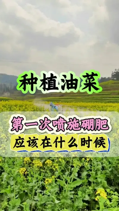 油菜喷施硼肥什么时候效果好#油菜喷硼肥 #油菜硼肥 #流体硼 #流体硼肥 #硼肥的功效与作用