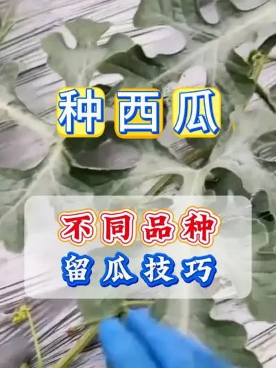 西瓜留瓜小技巧 #西瓜种植 #西瓜留瓜 #种植小技巧 #大棚西瓜 #西瓜管理